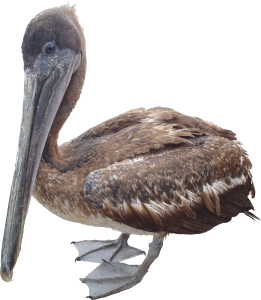 Pelican PNG-46577